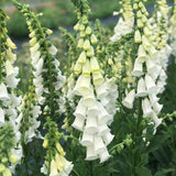 Set 6 White Foxglove Plants Live, in 3" Pots, Hardy Perennial Foxgloves Flowers for Outdoor Garden Planting