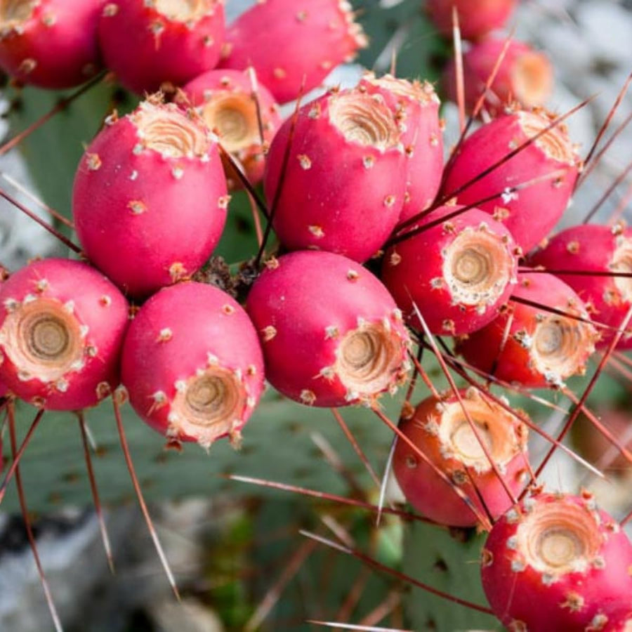Red Prickly Pear Cactus Plants Live in 3 Inch Pot, Hardy Colorful Cactus Plants, Great for Rock Gardens and Pots