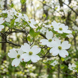 White Dogwood Live Tree in Quart Pot, Flowering Ornamental Trees for Outdoor Garden, White Blooms Spring Tree 8-14 Inches Tall
