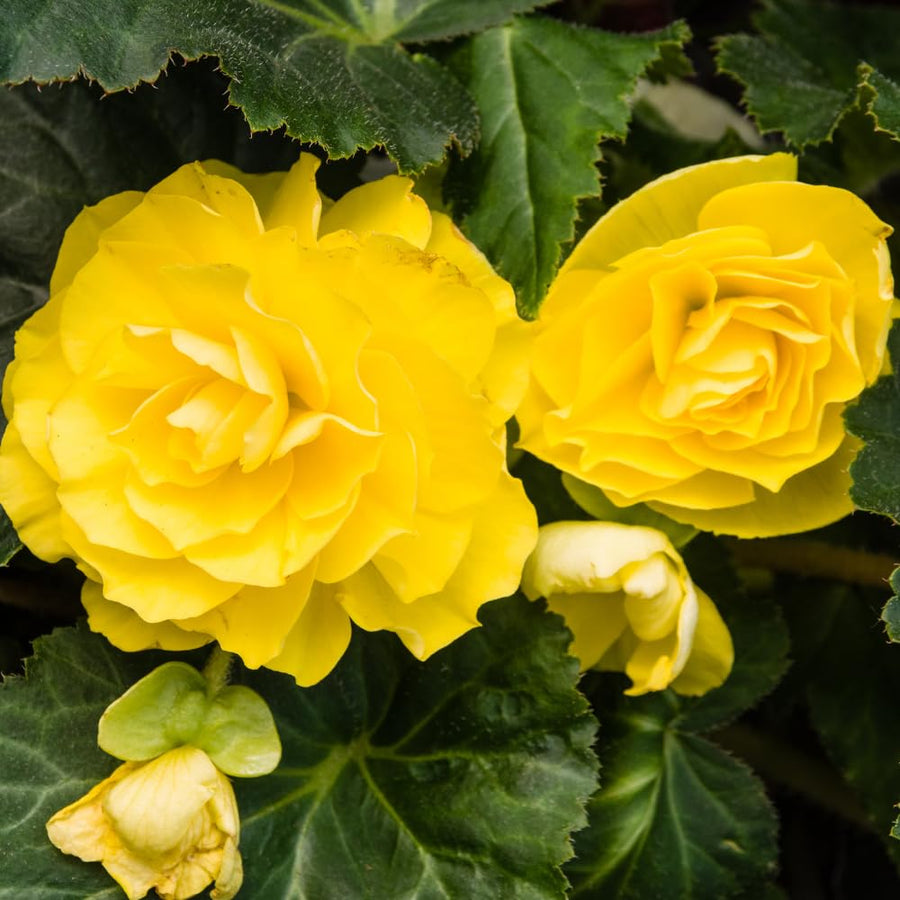 Set 3 Begonia Plants Live, Yellow Begonia Flower Well Rooted 3-5 Inch Tall