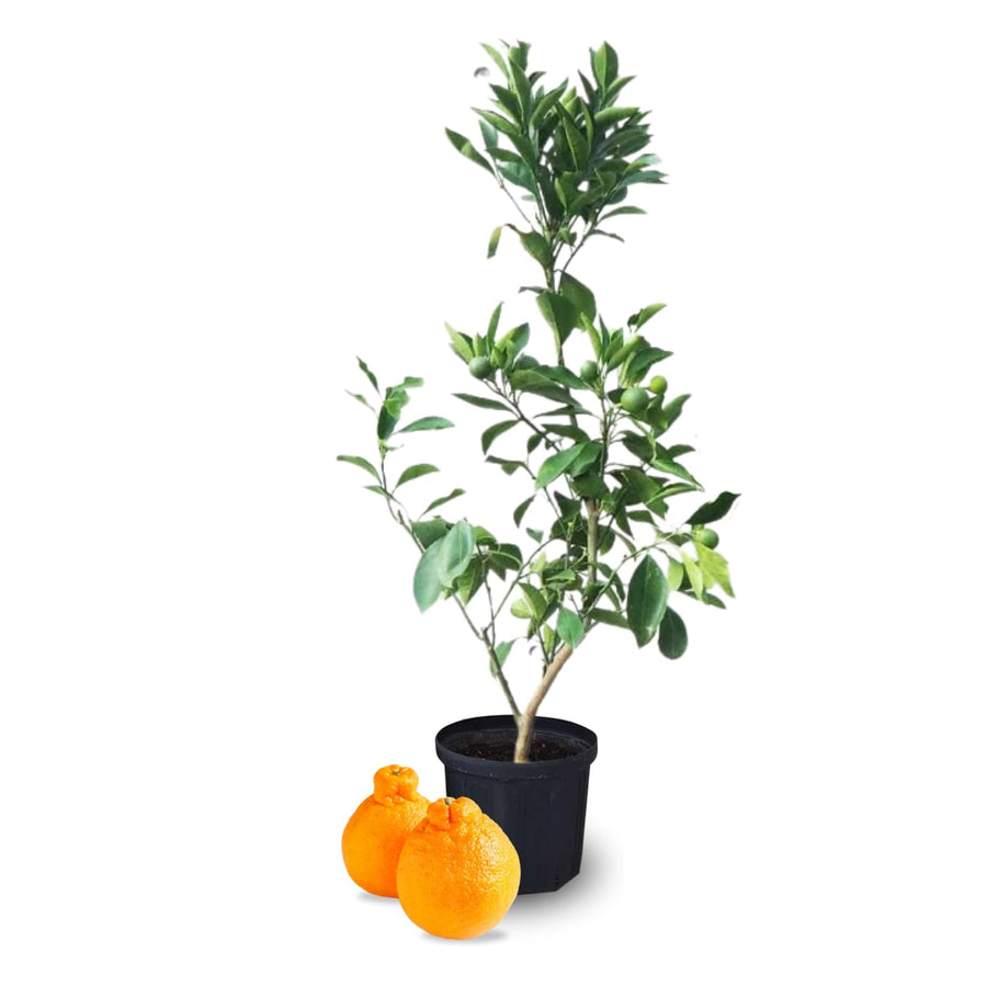 Grafted Ugli Tangelo Tree Plant Live, Ready to Bear Fruit, 3 Feet Tall for Outdoor Gardening, Zones 8-11, Orange Citrus Like
