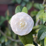 Camellia Plant Live, Camellia Flower Shrub, Well-Rooted in Pot, Cold Hardy Plant for Indoor Outdoor, 8-12'' Tall (White)