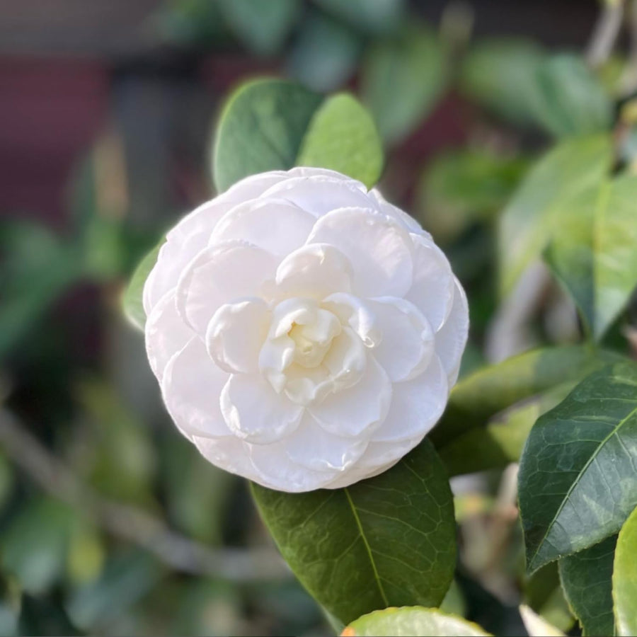 Camellia Plant Live, Camellia Flower Shrub, Well-Rooted in Pot, Cold Hardy Plant for Indoor Outdoor, 8-12'' Tall (White)