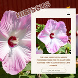 Pink Hibiscus Plant Live, Hardy Hibiscus Flowers for Outdoor Landscapes, 5-9 Inch Height, Ornamental Hibiscus Bush Shrub, Well-Rooted, No Pot