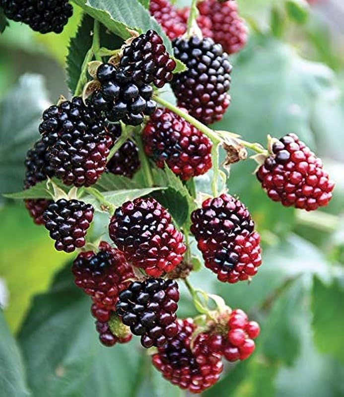 Thornless Boysenberry Plant Live for Planting, 5-9 Inch Tall, Boysenberry Bush Live Plant Rooted Starter Plant