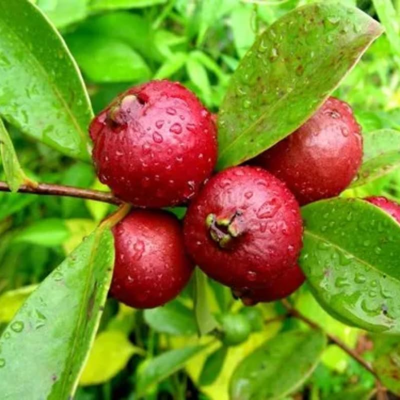 Strawberry Guava Tree - Fresh Fruit Plant in Half-Gallon Pot, 10-14 inches Tall, No CA