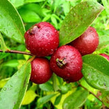 Live Strawberry Guava Tree Live Plant in Half-Gallon Pot, Sweet Tropical Fruit, 10-14 inches Tall, No CA