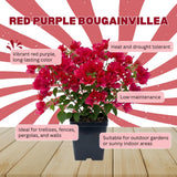 Red Purple Bougainvillea Plant Live, Bougainvillea Live Plant, 5 to 7 Inches Tall, Colorful Long Lasting Blooms, Ideal for Trellis, Landscape and Outdoor Garden