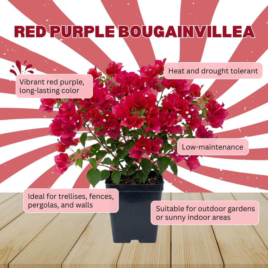 Red Purple Bougainvillea Plant Live, Bougainvillea Live Plant, 5 to 7 Inches Tall, Colorful Long Lasting Blooms, Ideal for Trellis, Landscape and Outdoor Garden