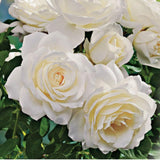 Rare Rose Bush Live Plant - Rose Plant Live to Grow - Bareroot 5-10 Inch Tall - Fragrant Rose Flowers Shrub - No Pot (White Rose)