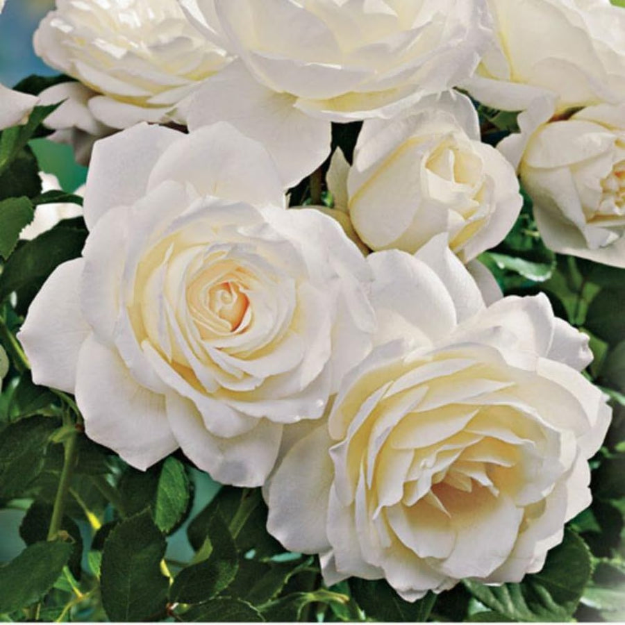 Rare Rose Bush Live Plant - Rose Plant Live to Grow - Bareroot 5-10 Inch Tall - Fragrant Rose Flowers Shrub - No Pot (White Rose)