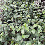Live Pink Camellia Plant in 4" Pot, Camellia Japonica 1 Year Old Seedling Outdoor Growing