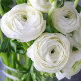 Ranunculus Bulbs, 25 Ranunculus Bulbs, French Peony Style Buttercup Corms, Spring Blooming Garden Flowers, Vibrant Flower Plant (White Ranunculus)