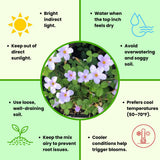 Oxalis Plant Live, Shamrock Spring Flower, 4 Inc Pot, Ornamental Oxalis Plant Live for Indoor Outdoor Garden, 4-8'' Tall (Purple)