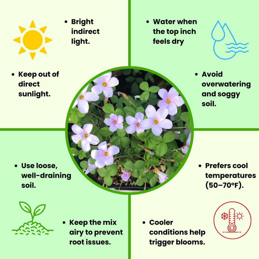 Oxalis Plant Live, Shamrock Spring Flower, 4 Inc Pot, Ornamental Oxalis Plant Live for Indoor Outdoor Garden, 4-8'' Tall (Purple)