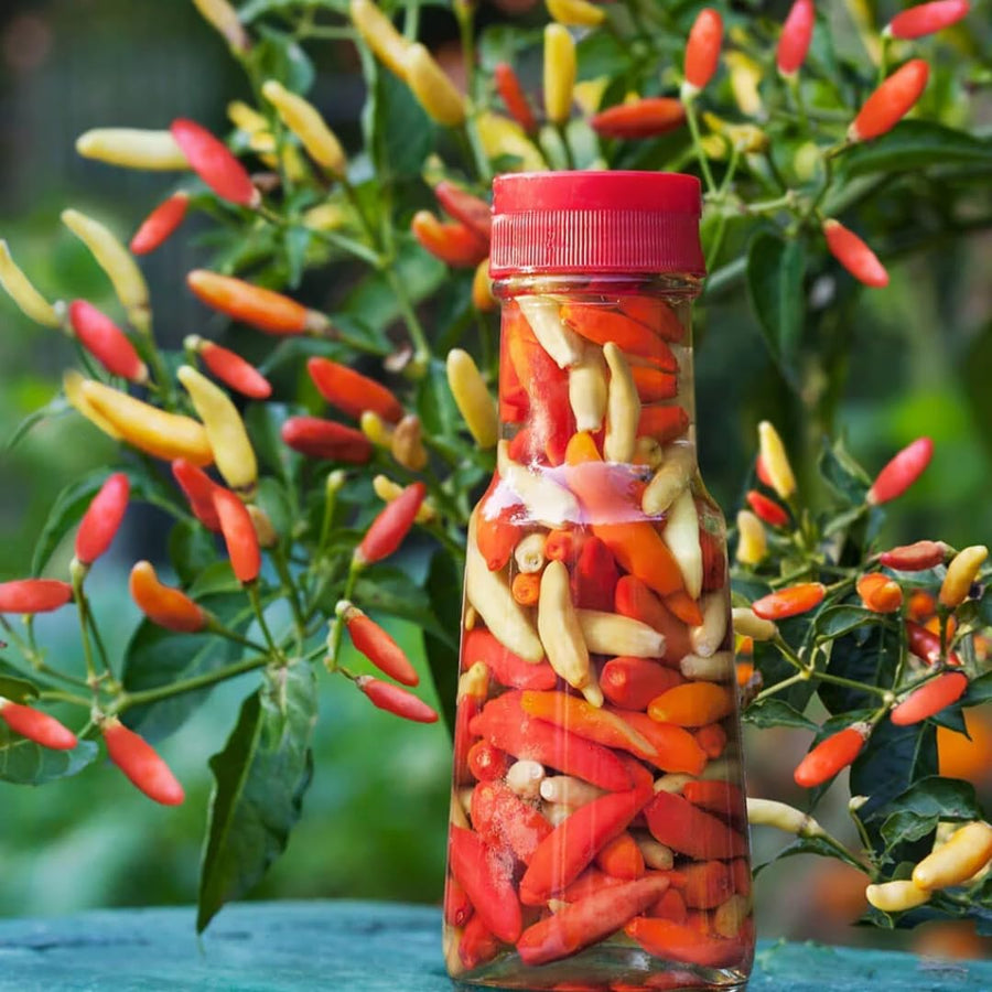 Set 2 Pepper Hot Plants Live, 90 Days Old Pepper, Pepper for Pickling, High Yields, No Pot
