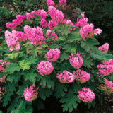 Hydrangea Tree Live Plant, Change Color, Vibrant Blooms, Outdoor Growing, Hardy and Ready to Plant, 6-12" in Tall (Pink to Red White Oakleaf)