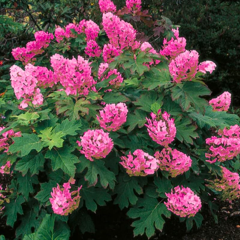 Hydrangea Tree Live Plant, Change Color, Vibrant Blooms, Outdoor Growing, Hardy and Ready to Plant, 6-12" in Tall (Pink to Red White Oakleaf)