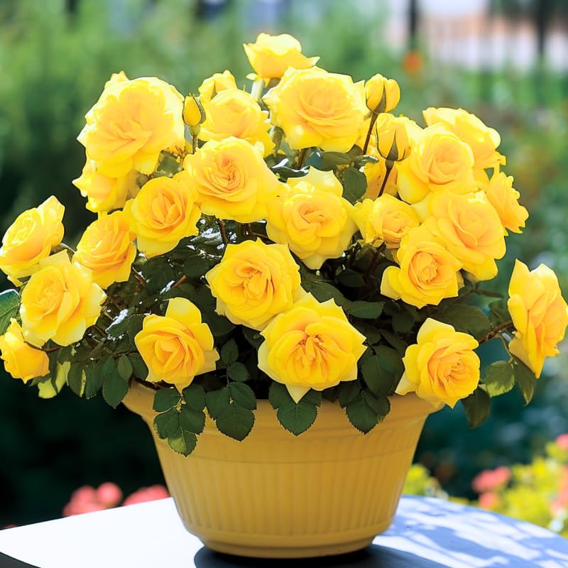Yellow Mini Rose Plant Live, Miniature Rose Bush in 3" Pot, Indoor Outdoor Flowering Plant, Compact Live Rose for Gifts and Gardens
