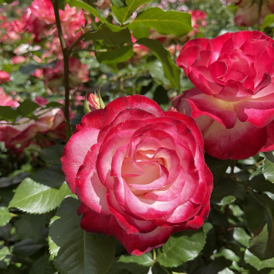 Rose Bush Live Plant - Rose Plant Live Shrub - Bareroot with Soil 5-10 Inch Tall - Fragrant Rose Flowers Heirloom Rose Shrub - No Pot (Cherry Rose)