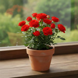 TANKDA Mini Rose Bush, Miniature Rose Flowers in 3'' Pot, Compact Flowering Rose for Indoor Outdoor Gardens and Containers (Red Roses)