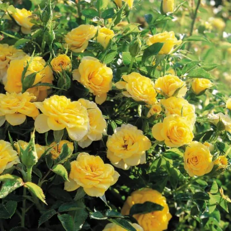 Yellow Roses Live Plants 7 Months Old, Rose Bushes Ready to Plant 5-9" Tall, Very Fragrant, Can Grow As Climber or Bush Tree or Trellises, Walls, Fences