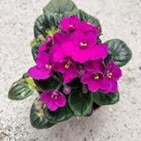 Bright Pink African Violets Live Plant in 4" Pot, Starter African Violet for HouseplantIndoor Outdoor Home Decor
