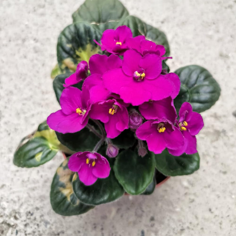Bright Pink African Violets Live Plant in 4" Pot, Starter African Violet for HouseplantIndoor Outdoor Home Decor