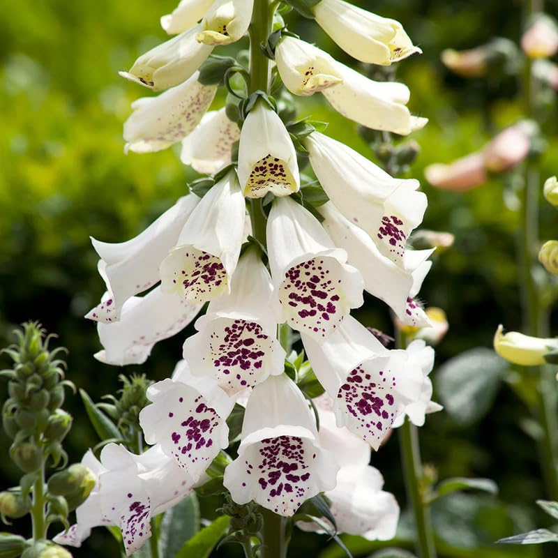 Set 6 Foxglove Plants Live, in 3" Pots, Hardy Perennial Foxgloves Flowers for Outdoor Garden Planting