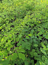 Moringa Tree Live Plant, Malunggay Moring Plant in 4" Pot, 7-10" Well-Rooted, Drumstick Horseradish Trees Live Plants for Planting, No CA
