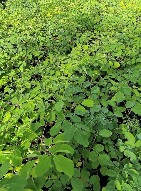 Moringa Tree Live Plant, Malunggay Moring Plant in 4" Pot, 7-10" Well-Rooted, Drumstick Horseradish Trees Live Plants for Planting, No CA