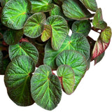 Combo 3 Trailing Begonia Angel Wing Plants Live, Begonia Maculata Live Plant, Begonias Live Plants Outdoor, 4 to 8 Inc Tall