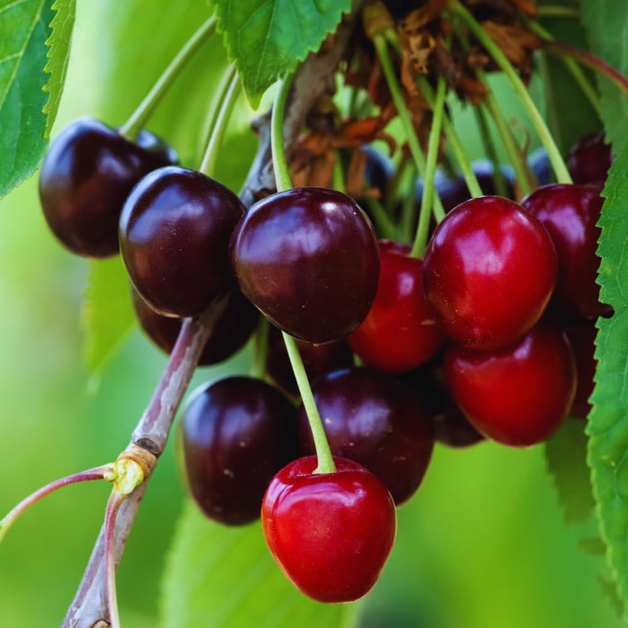 Pack 2 Black Cherry Trees Live Plants, Sweet Cherry Plant Live, Sweet Fruit Tree Plants, Wild Black Cherry Tree from 1 Feet Tall, Easy to Plant