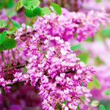 Eastern Redbud Tree Live Plants Seedling Dormant, 8 to 12 Inches Tall Red Bud Trees Live Plants, Redbud Tree for Planting, Bud Break
