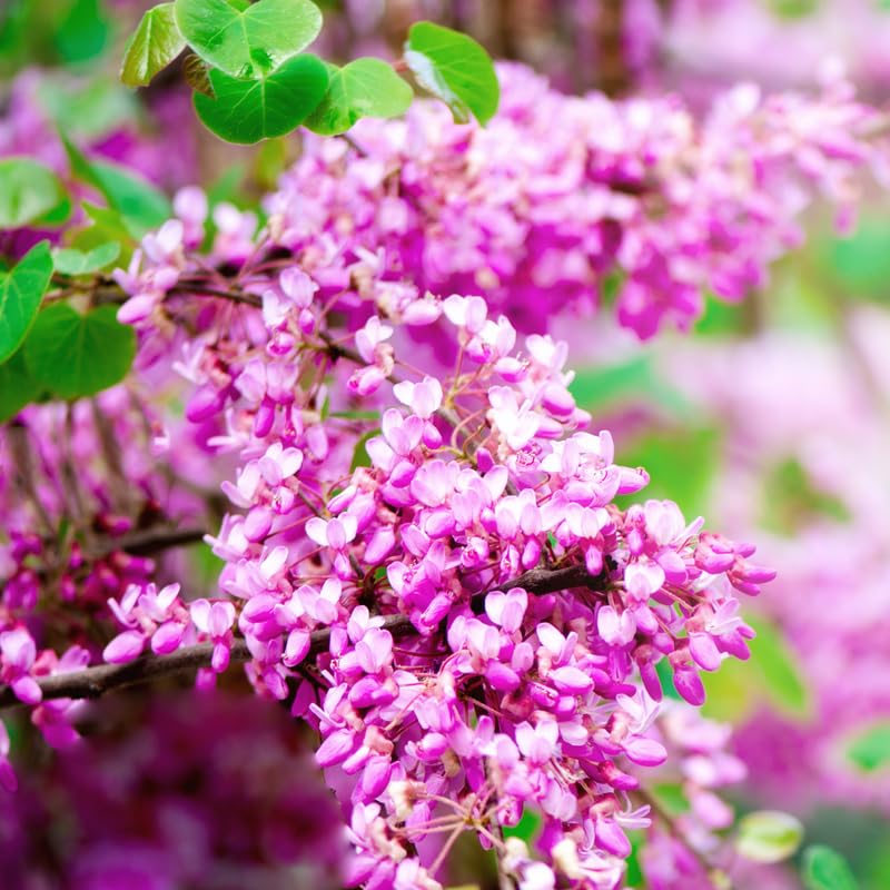 Eastern Redbud Tree Live Plants Seedling Dormant, 8 to 12 Inches Tall Red Bud Trees Live Plants, Redbud Tree for Planting, Bud Break