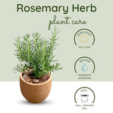 Indoor 10" Rosemary Plants Live in 4" Pot, Rosemary Bush for Indoors Outdoor Planting, Well-Rooted and Fragrant