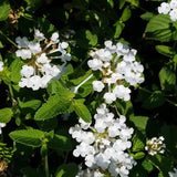 Pack 2 Lantana Live Plants, White Trailing Lantana Flowering Plants 4-8 Inches, Ready to Plant Outdoor