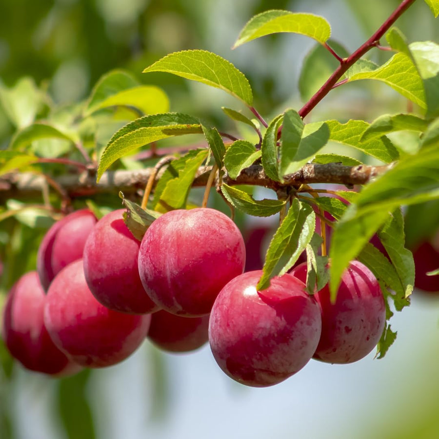 Sets 2 Plum Trees Live Plants for Planting, 1 Year Old, 9" to 17" in Height, Cold Gardy for Gardening, Zones 5-9, Well Rooted