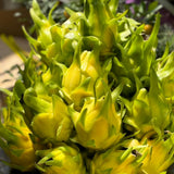 Yellow Dragon Fruit Plant Live Pot 4 Inc, Dragon Fruit Tree Gardening
