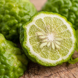 Live Green Lime Tree, Lime Fruit Tree, Grafted Citrus Plant, 2-3 Feet Tall, Ready for Planting