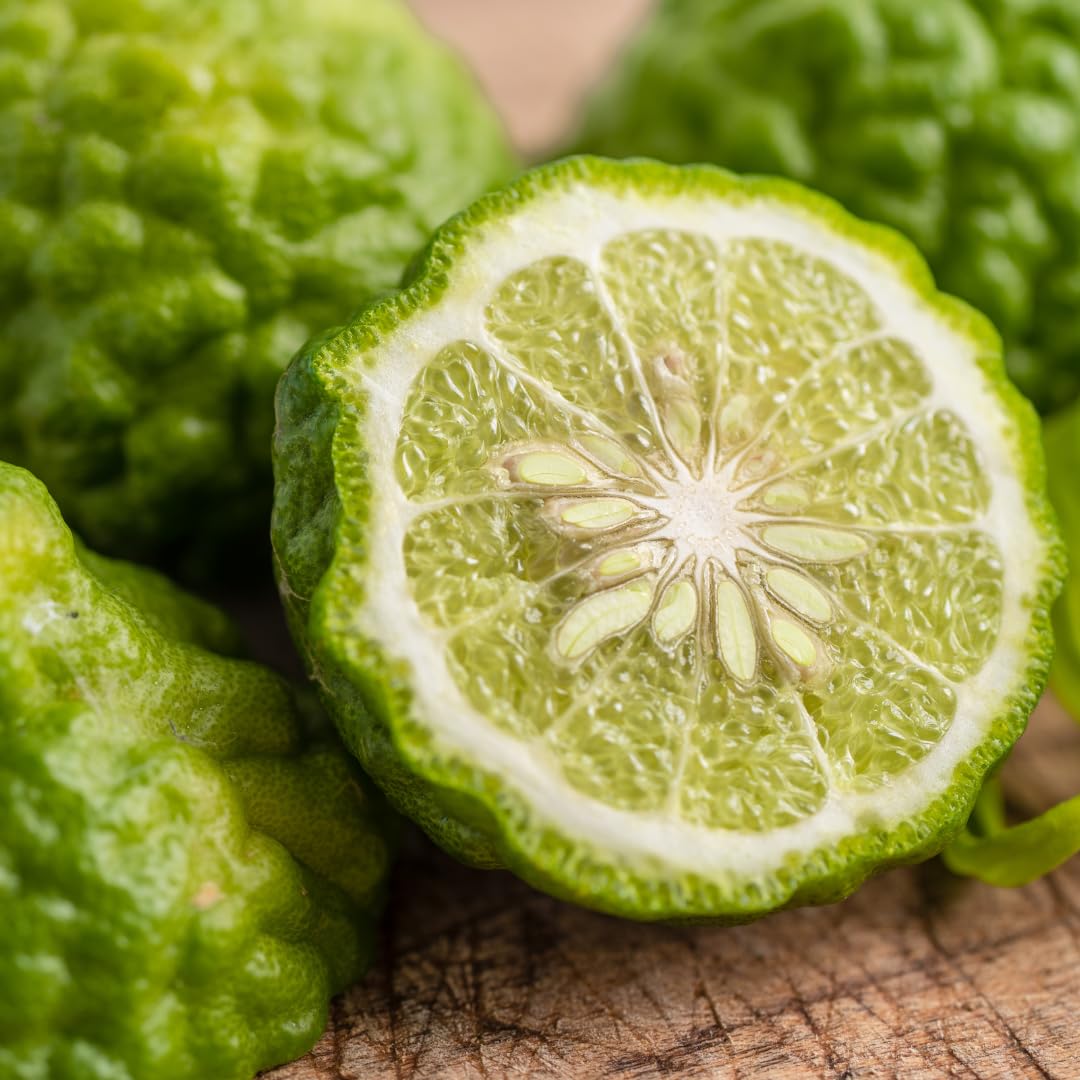 Live Green Lime Tree, Lime Fruit Tree, Grafted Citrus Plant, 2-3 Feet Tall, Ready for Planting