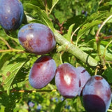 2 Plum Trees Live Plants, Bareroots 18 to 24 Inch Tall, Sweet American Plum Plant Live for Planting, Cold Hardy Plum Tree Plant