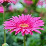 2 Pink Gerbera Plants Live, 3 to 8 Inc Long, Daisy Flower Live Plants, Live Gerbera Daisy Plants, Daisy Plant Seedlings for Garden, 2 Plants