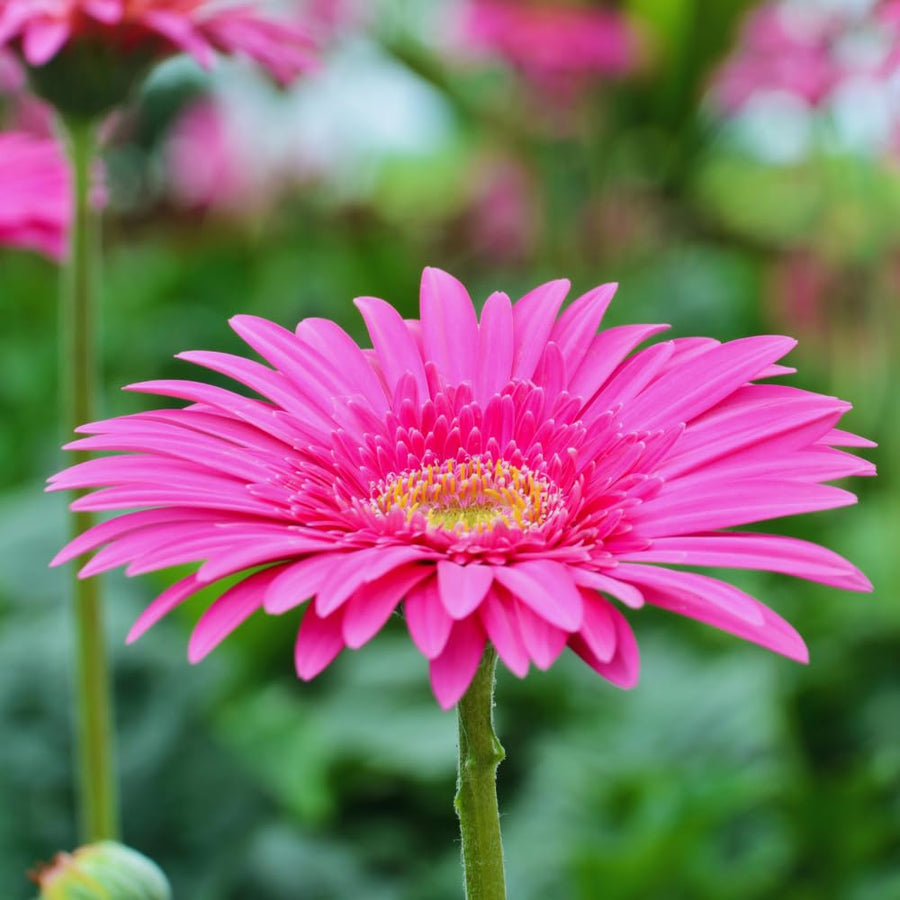 2 Pink Gerbera Plants Live, 3 to 8 Inc Long, Daisy Flower Live Plants, Live Gerbera Daisy Plants, Daisy Plant Seedlings for Garden, 2 Plants