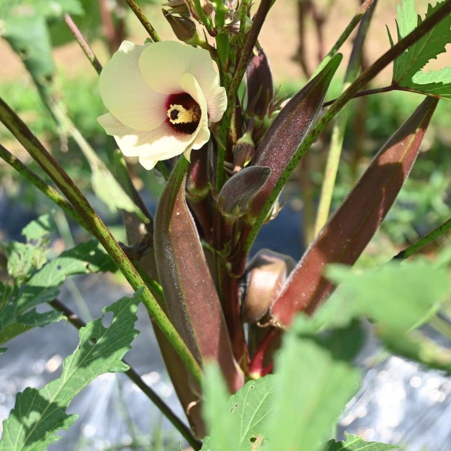 2 Live Red Okra Plants, 4 to 8 Inches Tall, Okra Starter Plants, Fast-Growing Vegetable Plants for Raised Beds and Gardens