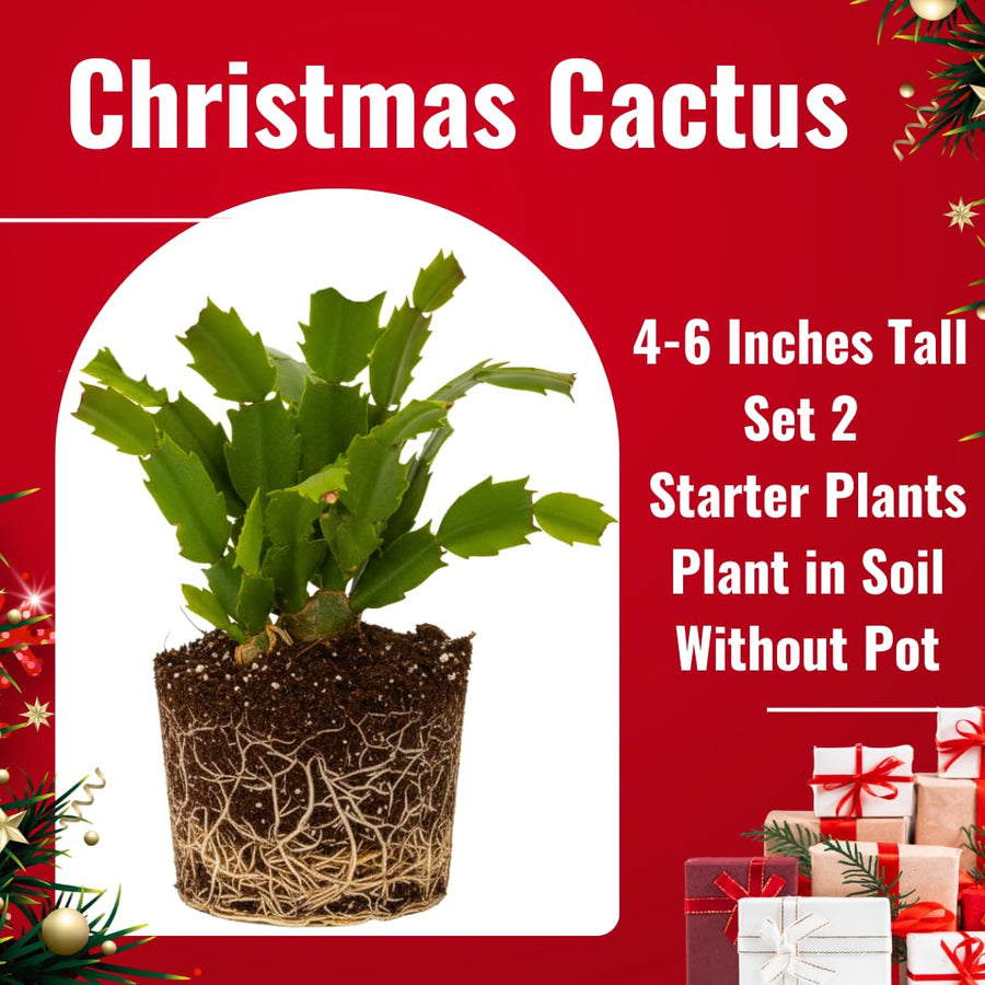 2 Live White Christmas Cactus Plants, White Christmas Cactus Plants Live, 4 to 6 Inch, Bare Root, Perennial Flower Holiday Succulent Plant, No Pot