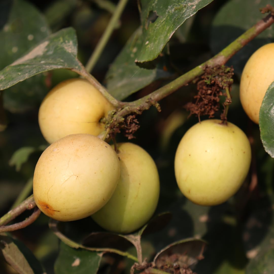 Live White Sapote Tree Plant, Sapote Fruit Tree, Tropical Plant, 1 Gallon Pot, Ready for Planting