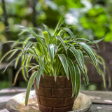 Live Variegated Spider Plant, Curly Spider Houseplant, 2-4 Inches Tall, No Pot, Well Rooted for Growing