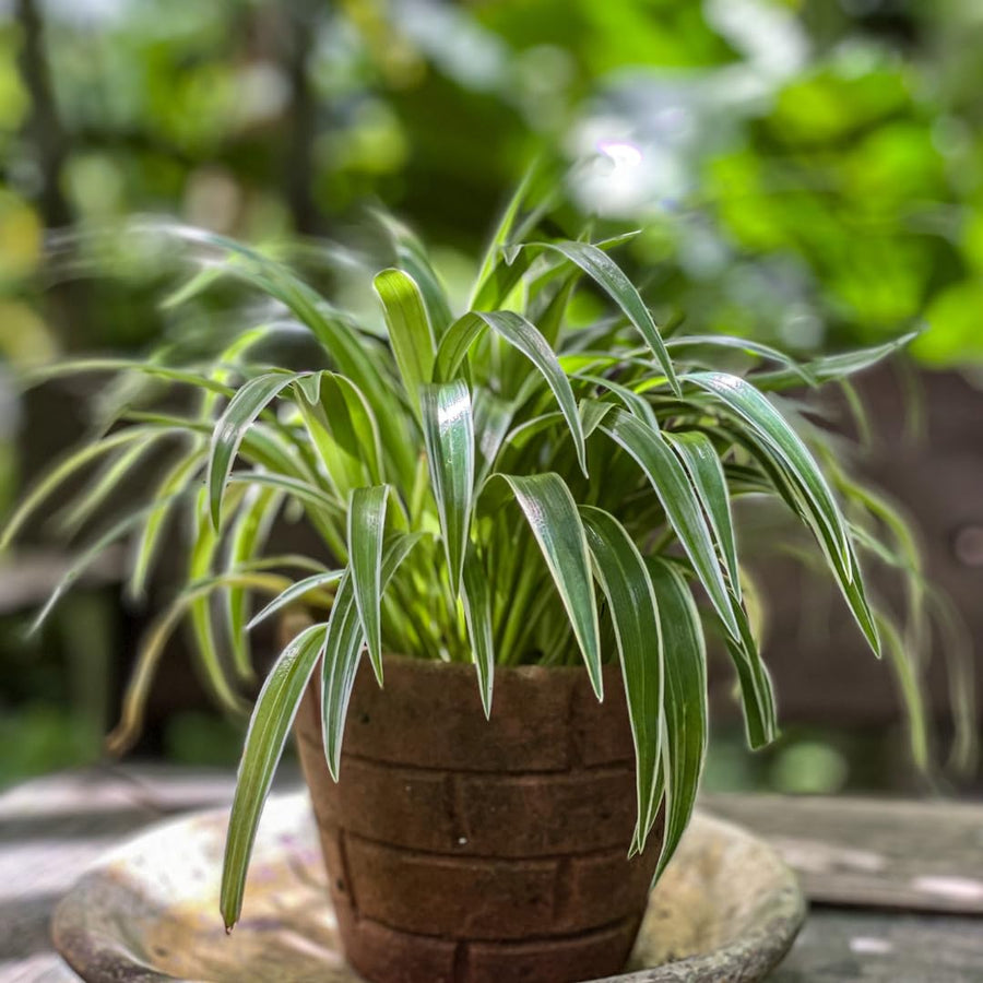Live Variegated Spider Plant, Curly Spider Houseplant, 2-4 Inches Tall, No Pot, Well Rooted for Growing