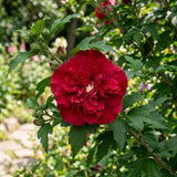 Red Rose of Sharon Live Plant in Quart Pot, Althea Hibiscus Flowering Shrub for Outdoor Garden